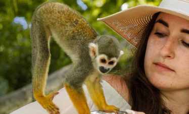 monkeylad-1