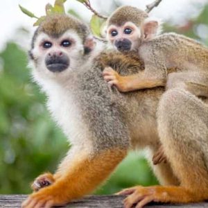monkeylad-bnner