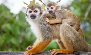 monkeylad-bnner